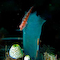 Underwater Blenny Photo